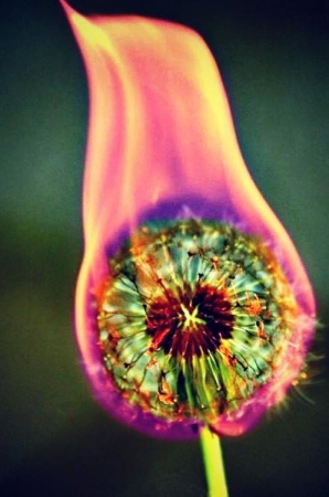 [url=https://twitter.com/Stana_Katic/status/274278301554577408]@Stana_Katic[/url] Dandelion pegando fogo.
