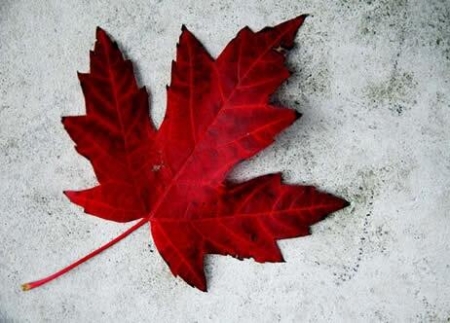 [url=https://twitter.com/Stana_Katic/status/484087495374942208/]@Stana_Katic[/url]: Ei, Canadá,
Feliz dia do Canadá!
Palavras chave: Twitter;2014