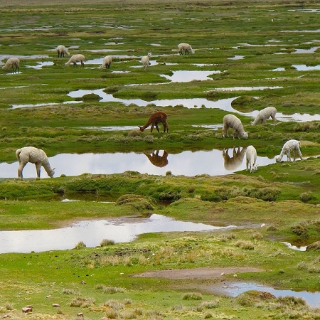 [url=http://instagram.com/p/widtLuR4XB]@drstanakatic[/url]: #AmorAlpaca

Vi esses bad boys bebendo água em um campo aleatório no #Peru.
#Viagem
