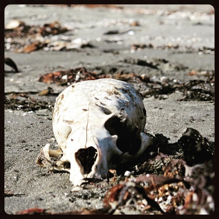 [url=https://instagram.com/p/6yqUHwx4Q0/]@drstanakatic[/url]: #MementoMori*

Dia na praia

*Lembrança da mortalidade, em latim.
