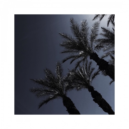 [url=http://instagram.com/p/BThtcKDAkex]@drstanakatic[/url]: Leitura de Palmeira de Domingo. 🌴
