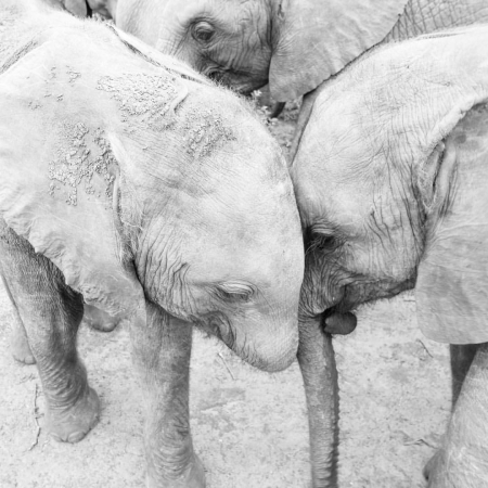 [url=http://instagram.com/p/BkjBP8zBGyV]@drstanakatic[/url]: De tromba dada com meu melhor amigo.
#ÁfricaOriental #elefantes #FotoDaStana
